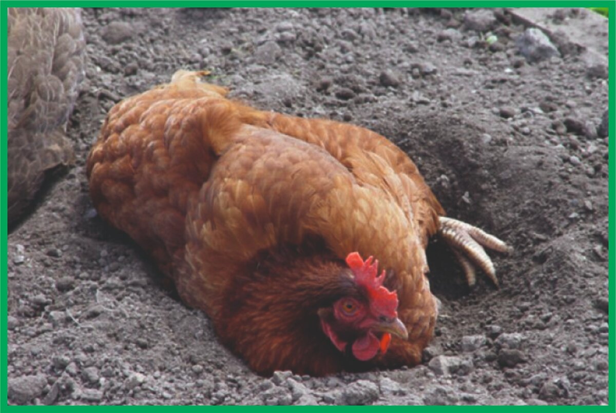 Почему курица. Снижение яйценоскости кур. Гергебильские куры. Эймериоз (кокцидиоз) кур. Снижение яйценоскости кур.