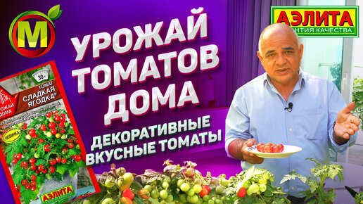 ДЕКОРАТИВНЫЕ ТОМАТЫ ДОМА – Урожайные Вкусные Томаты