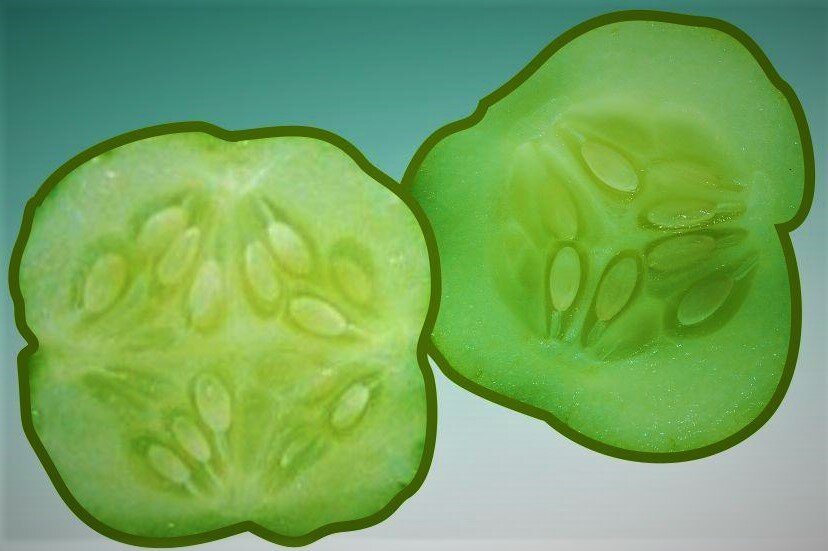  Четырехгранный женский и трехгранный мужской плод огурца. Фото с сайта: https://clck.ru/UUr5d.