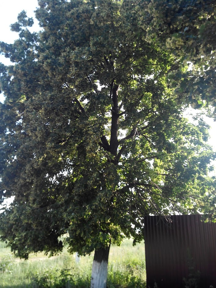 Липа в цвету. Фото из архива автора.