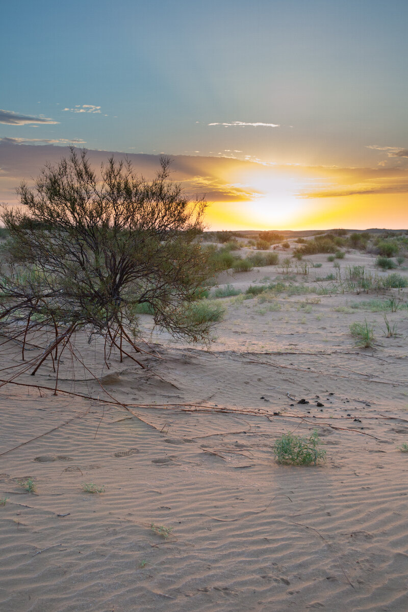Джузгун и рассветное солнце. 