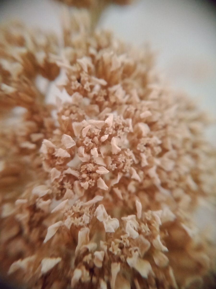 Еще один узорчик засушенного зонтичного цветочка