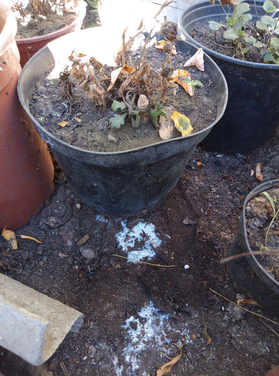 Под всеми погибающими растениями есть грибницы