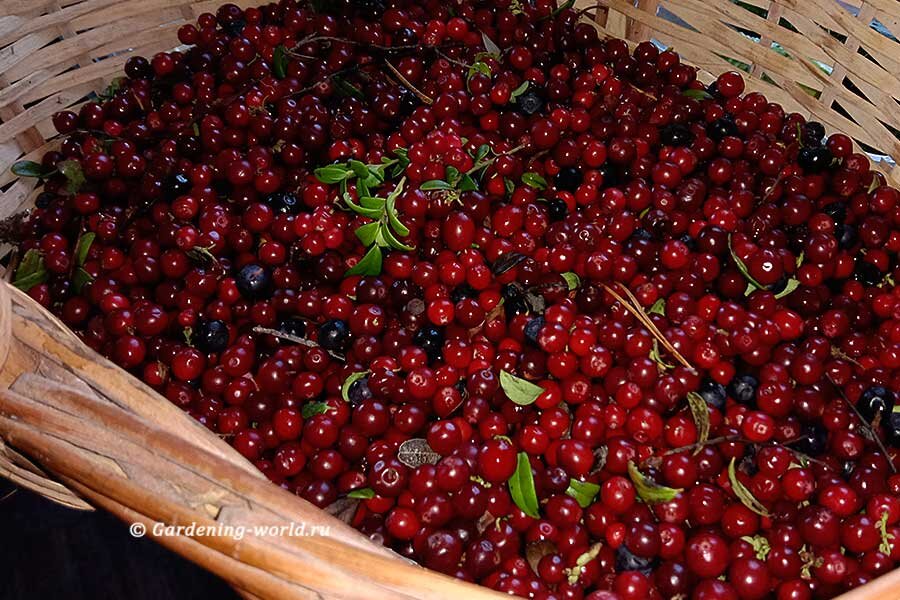 Моченая брусника