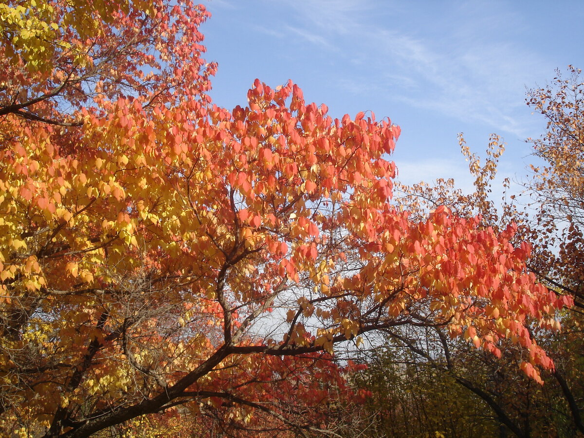краски осени
