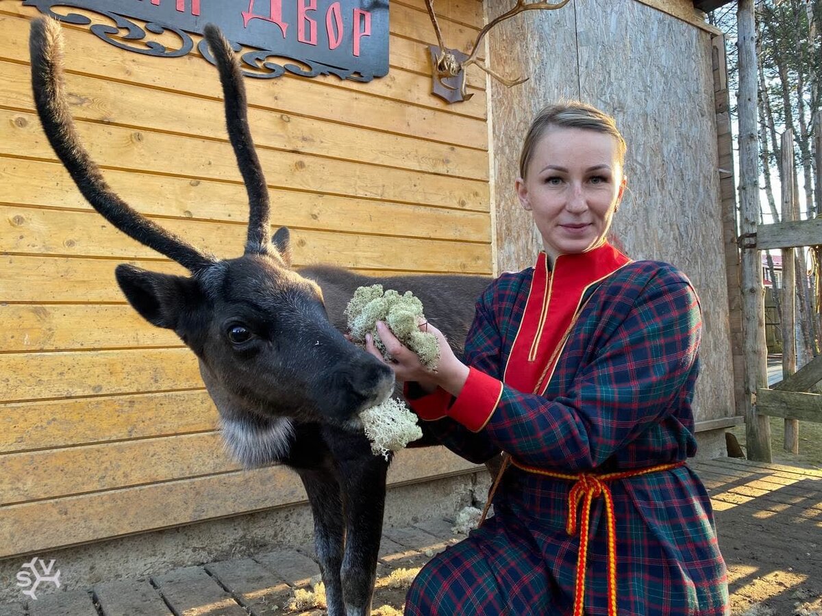 Ягель, рога и кувакса — показываем жизнь саамских оленеводов | SOTA | Дзен