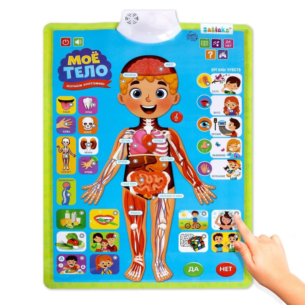 Анатомия для малышей