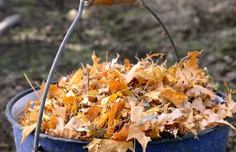 Нужно ли убирать листву. Компост из опавших листьев. Опавшие листья в компост. Знак убирать осеннюю листву. Фото Ёрика в листьях.
