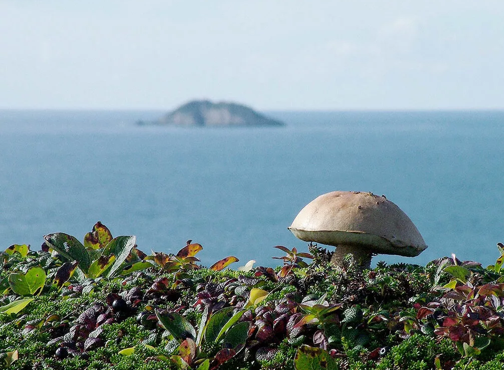 Подберезовик на о.Беринга. Фото Павлова Николая Николаевича.
