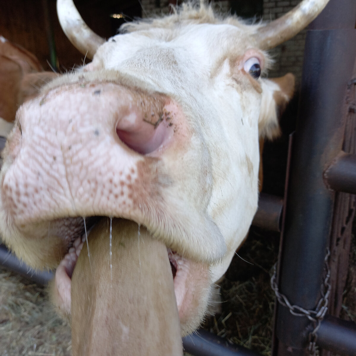Вот она язык показывает, просит лакомство