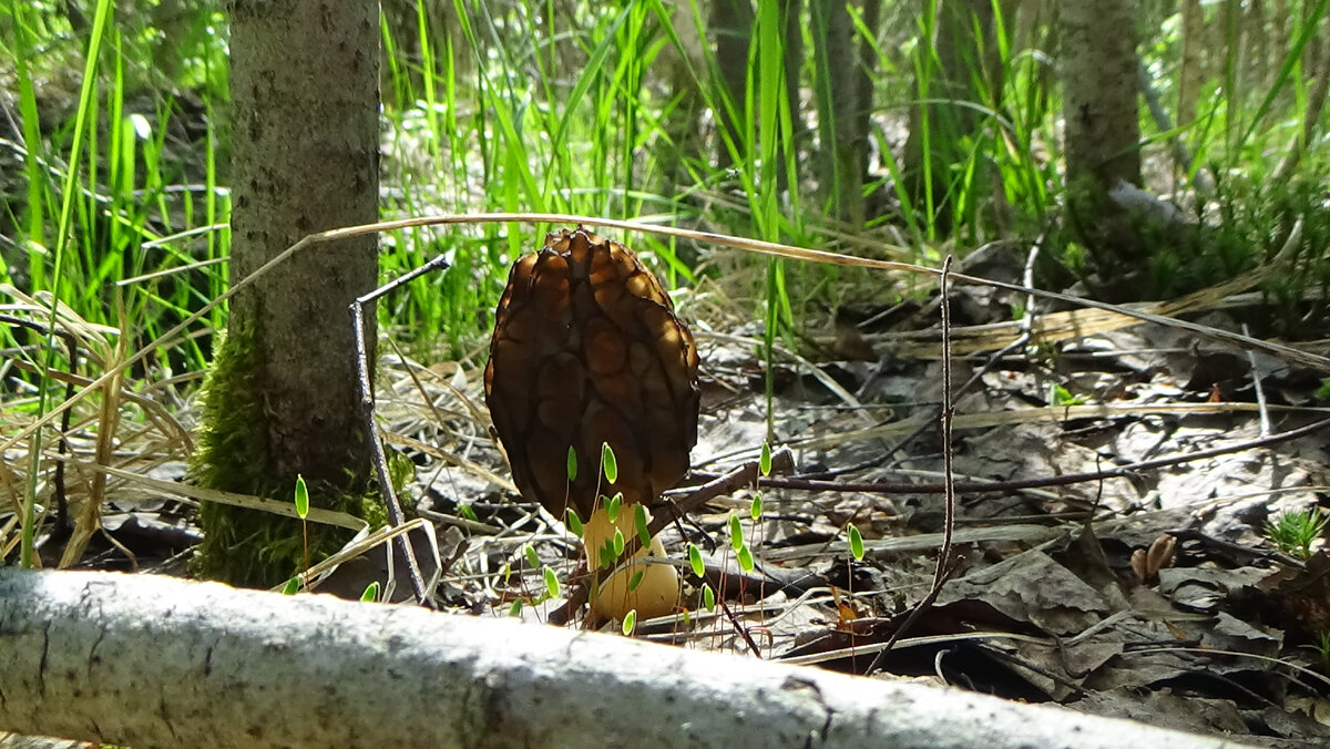 Сморчок конический. Morchella esculenta.