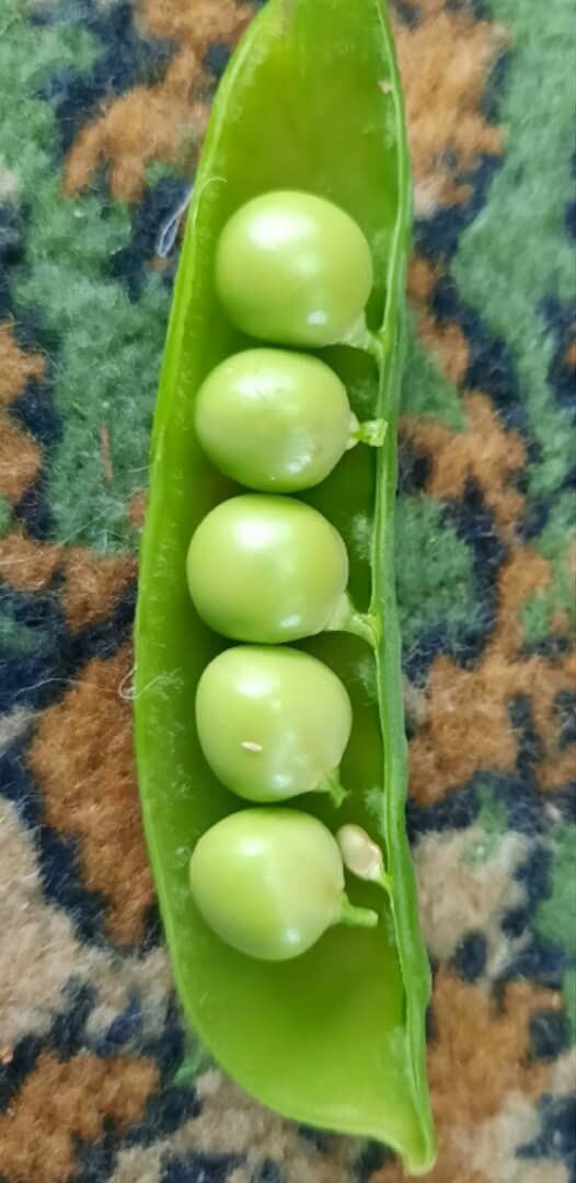 Иллюстрация к теме. CC BY-SA 4.0