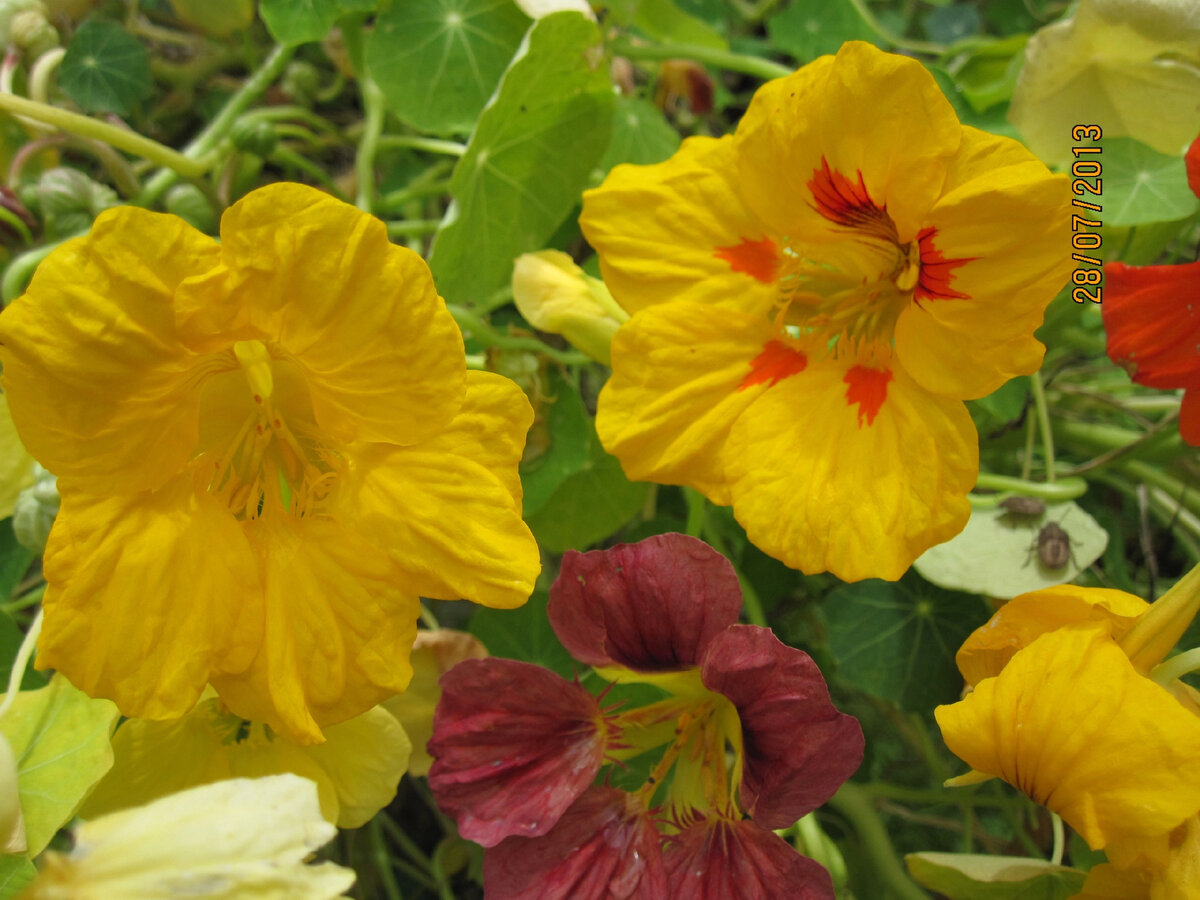 Сорта желтой настурции: названия сортов с фотографиями и отзывами - все о сортах настурции для вашего сада