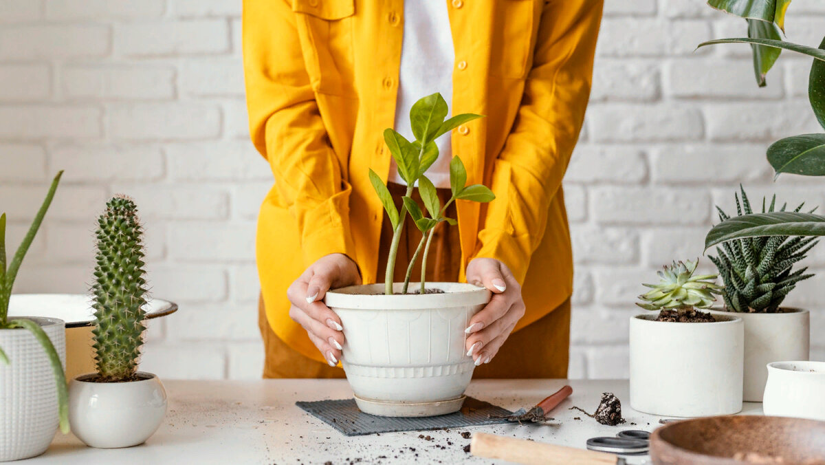 Как не погубить комнатное растение после покупки? | Семь семян🌱Просто о  садоводстве | Дзен