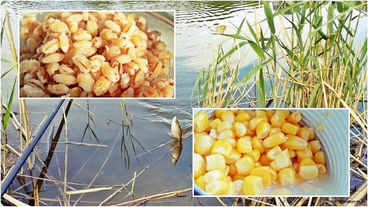 Перловка и кукуруза