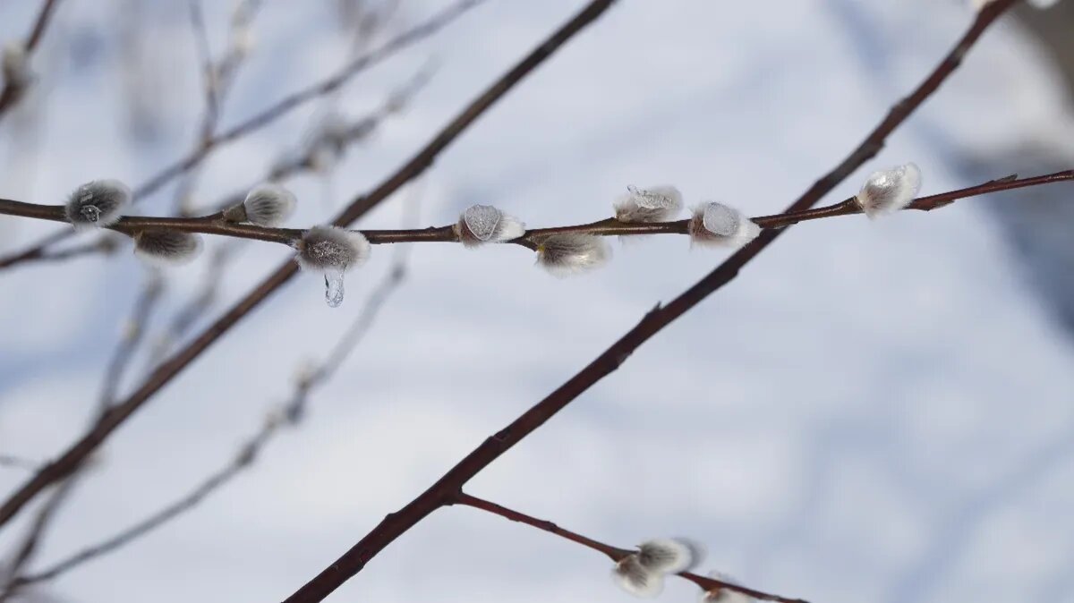 В Вербное воскресенье вербу освещают только утром. Фото: Pxfuel.com 