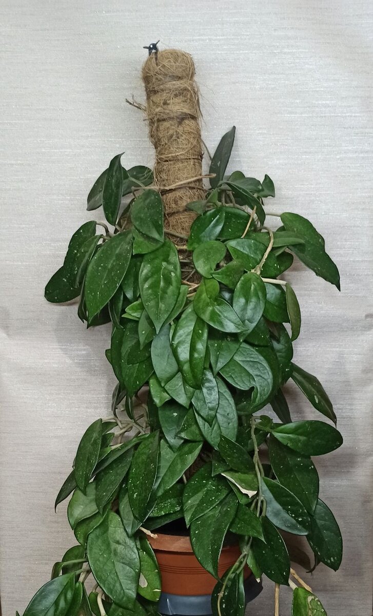 Хойя Карноза на сегодняшний день.