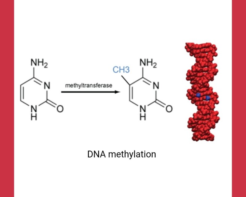 Метилирование ДНК