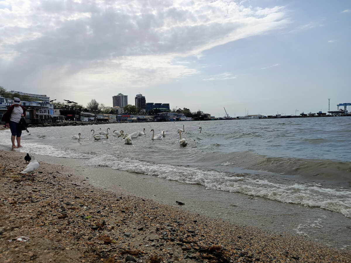 Их  стараются все подкормить хлебом