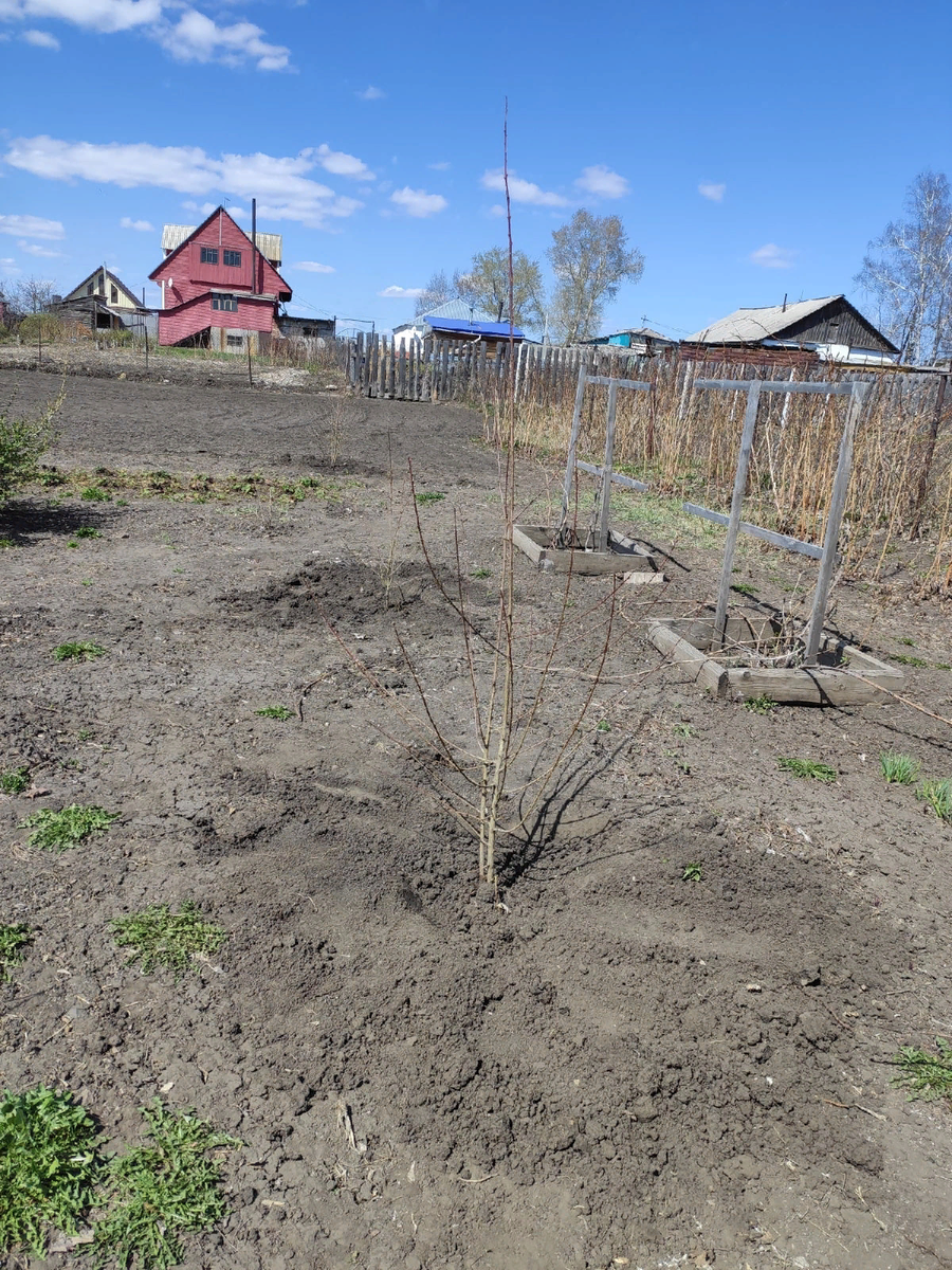 Видно где рыхлая земля, там сливы.