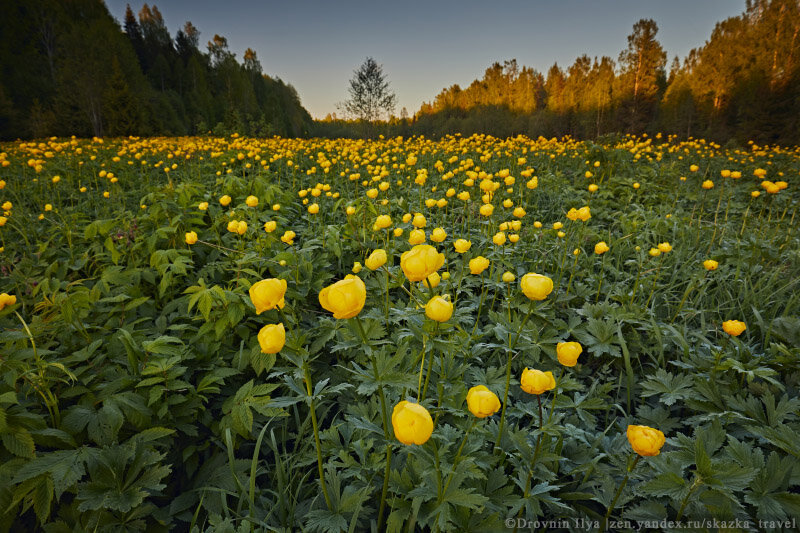 Купальница Trollius ranunculoides