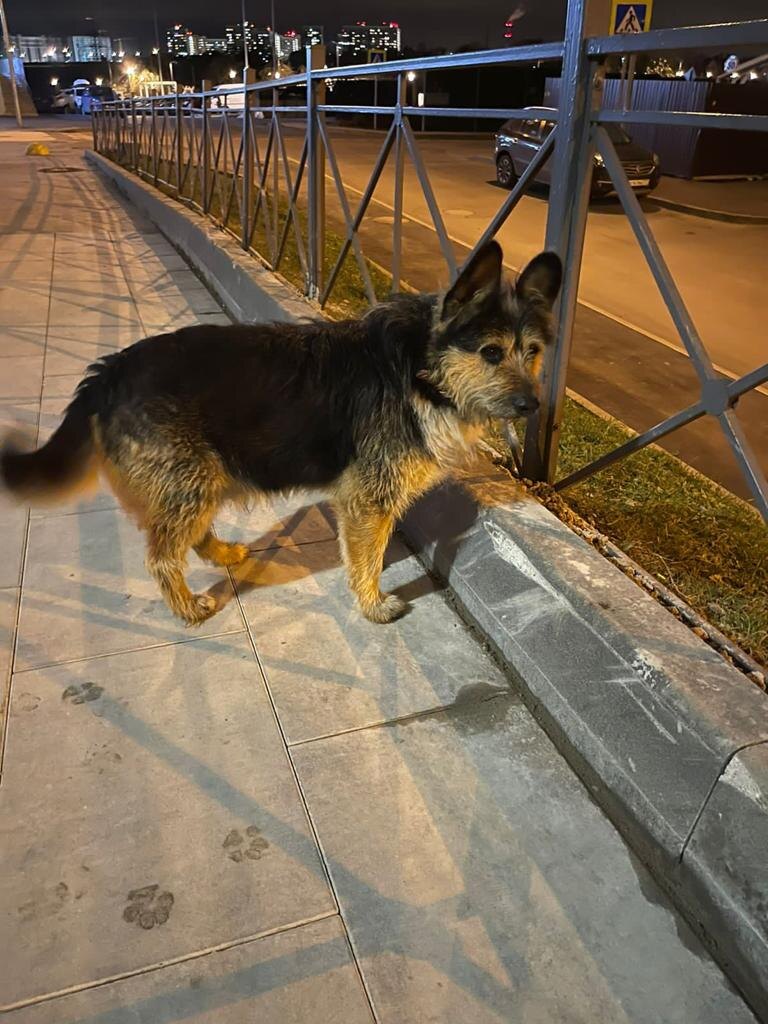 В одном московском микрорайоне жил был пес по кличке Петруша, на участке земли около строительного вагончика.