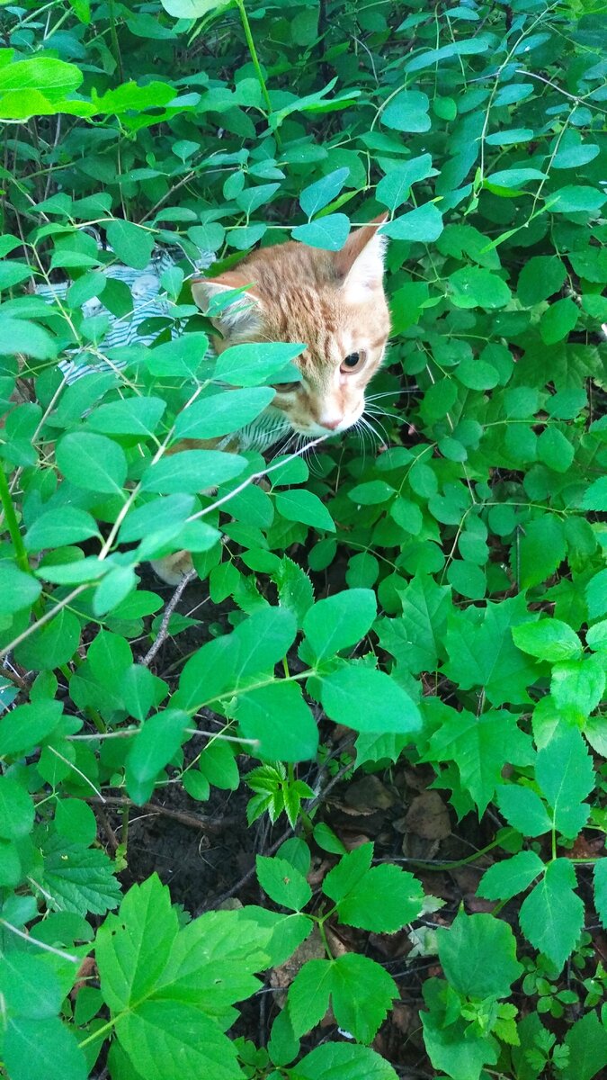 личное  фото.