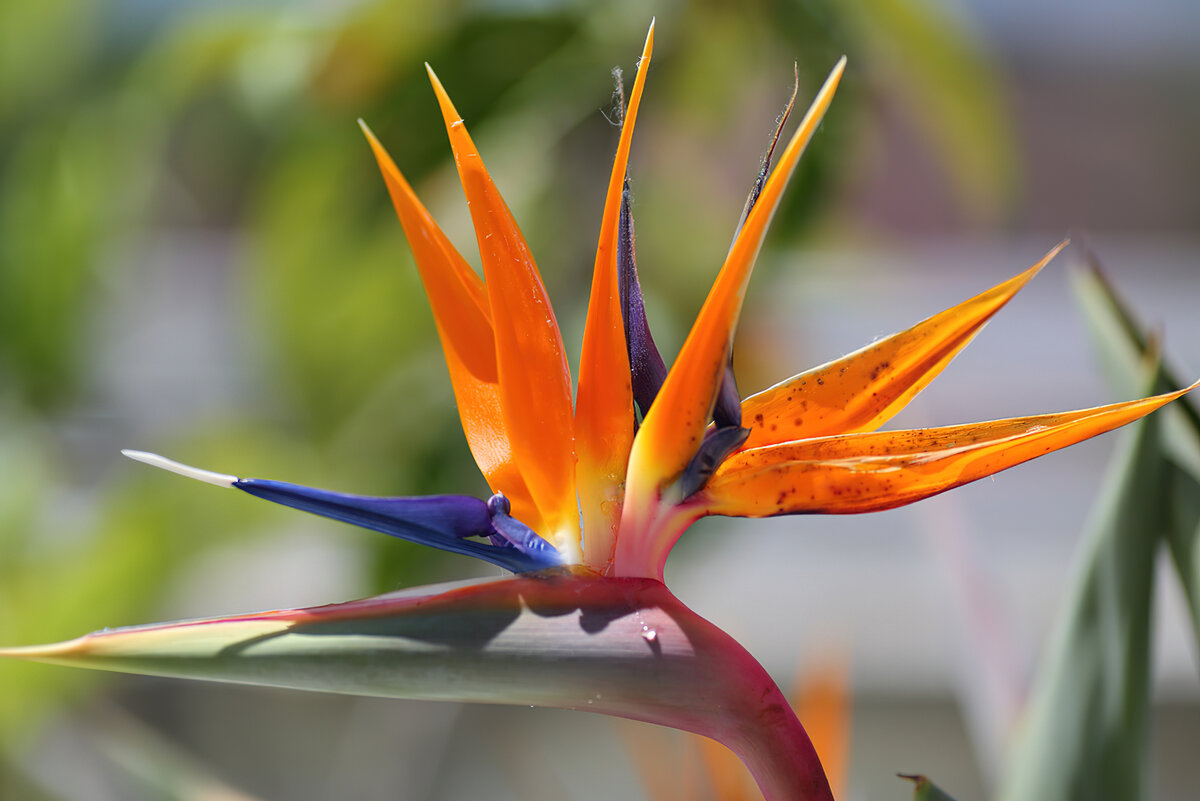 Canvas Print Strelitzia - flower of paradise