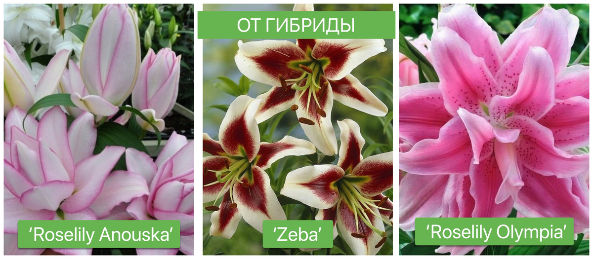Лилия Роузлили Хуана Р9 (Roselily Juana) - луковицы лилий купить в Астане, заказ