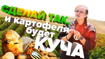 КАРТОФЕЛЬ. САМОЕ ВАЖНОЕ о ВЫРАЩИВАНИИ, ПОЛИВАХ и УХОДЕ