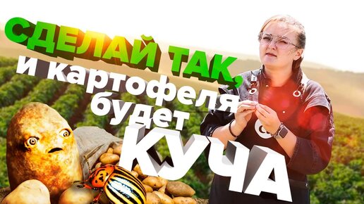 Download Video: КАРТОФЕЛЬ. САМОЕ ВАЖНОЕ о ВЫРАЩИВАНИИ, ПОЛИВАХ и УХОДЕ