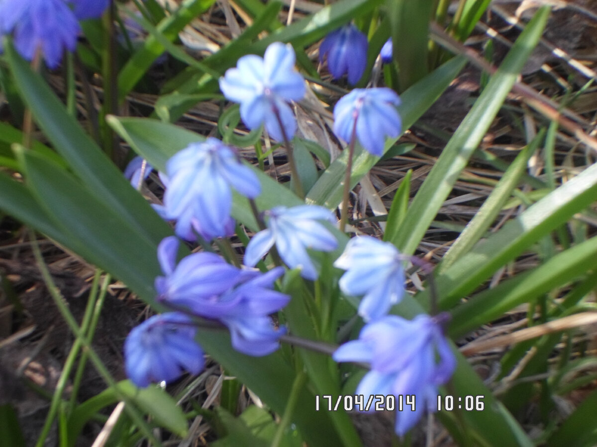 Первые подснежники в новом дворе.