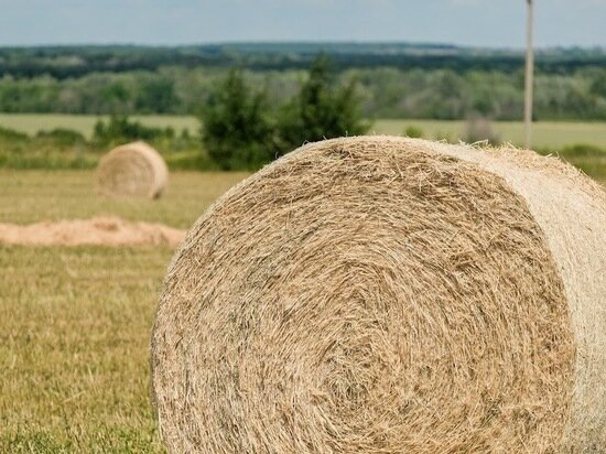     © ФОТО: ИД «ВОЛГОГРАДСКАЯ ПРАВДА» / АРХИВ.