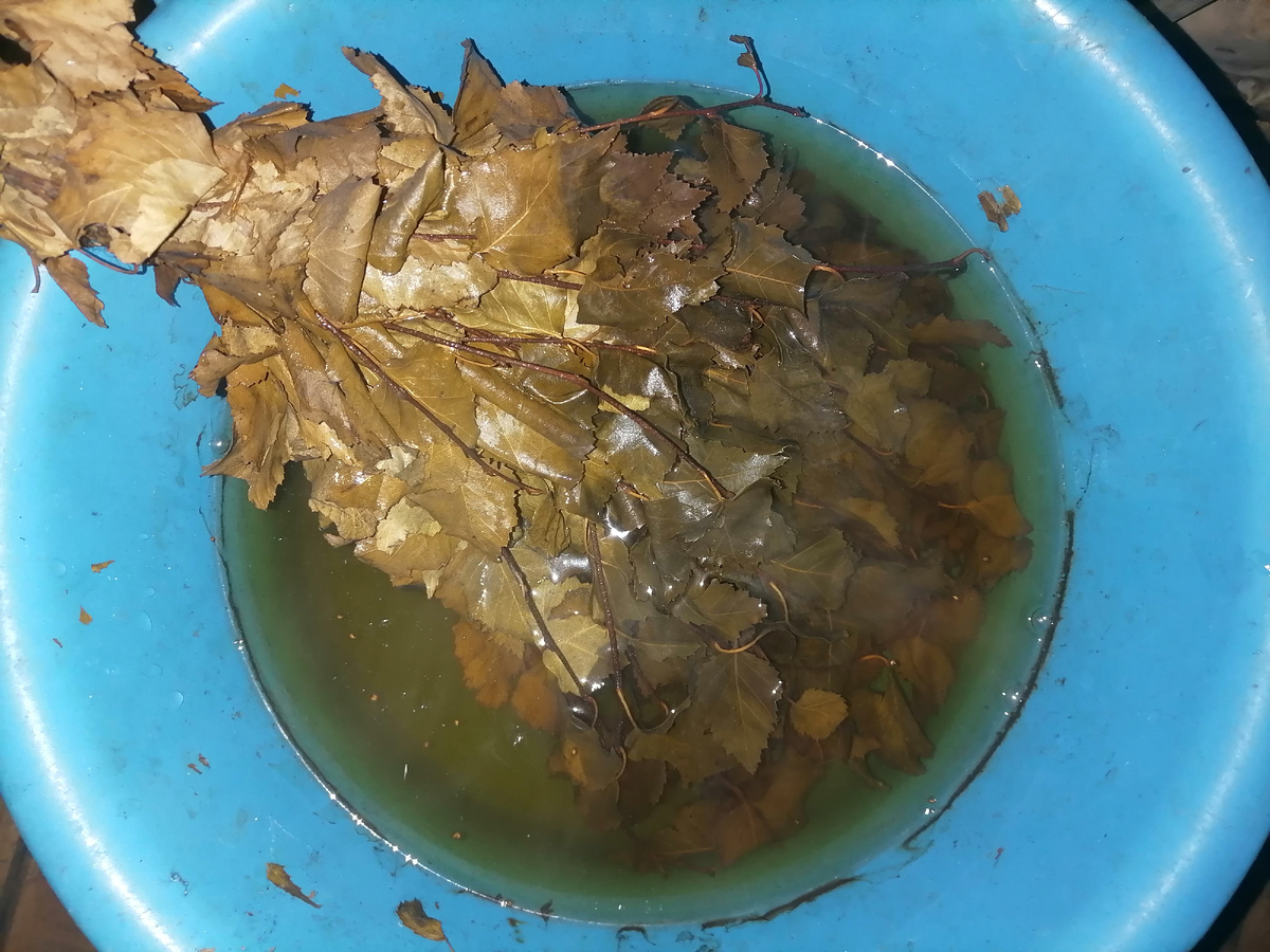 Завариваем берёзовый веник