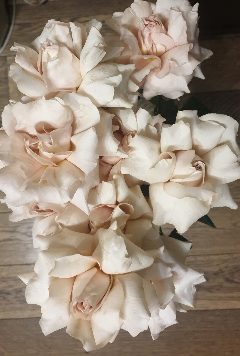 Просто красивые розы