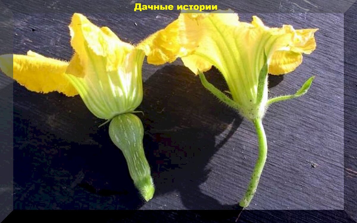 https://vk.com/photo-159774511_457261578. Женский и мужской цветок кабачка