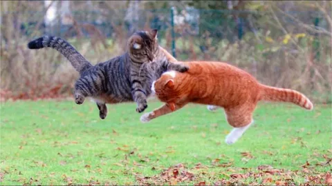 Кошаки делили кошку