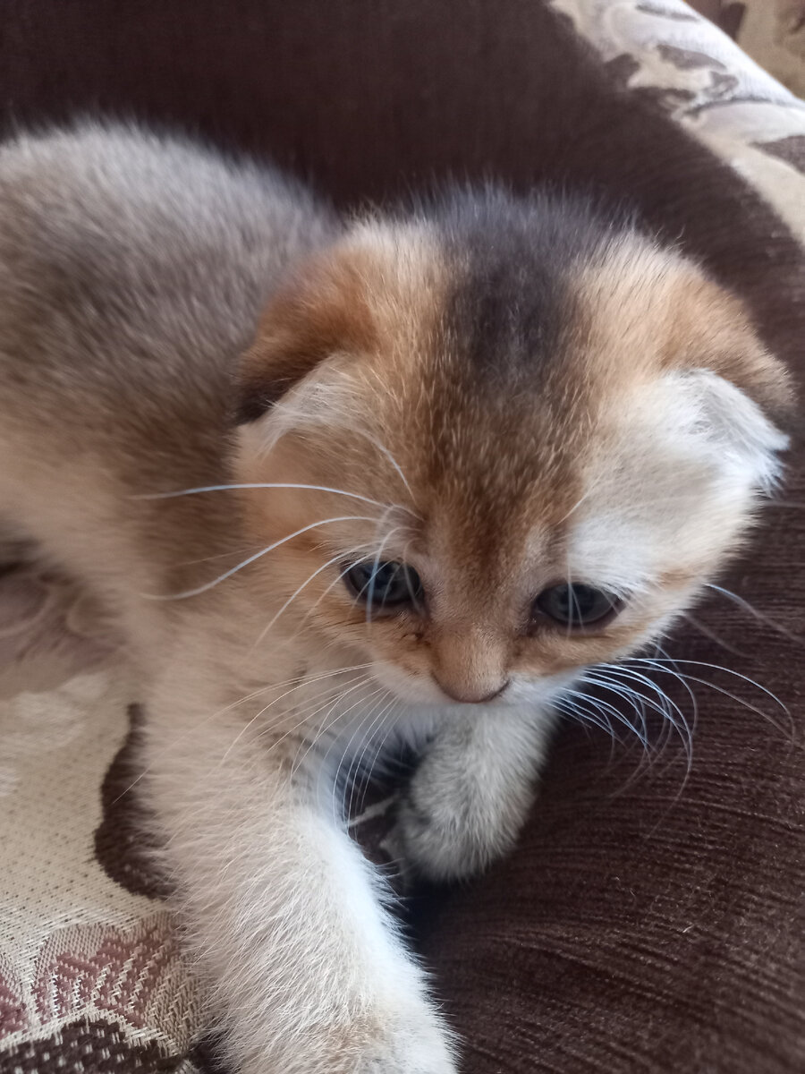 Мотя