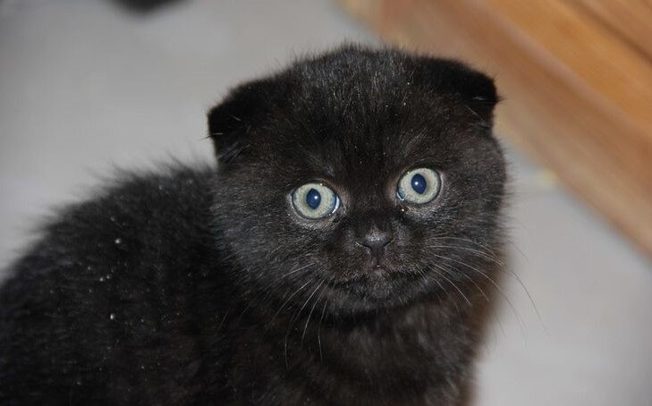 Шотландская вислоухая черная кошка | Тайная жизнь домашних питомцев | Дзен