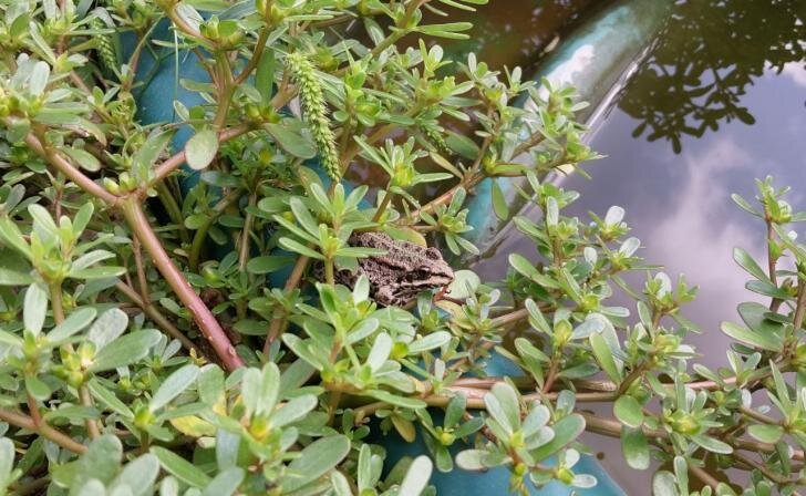    фото из архива Курских известий