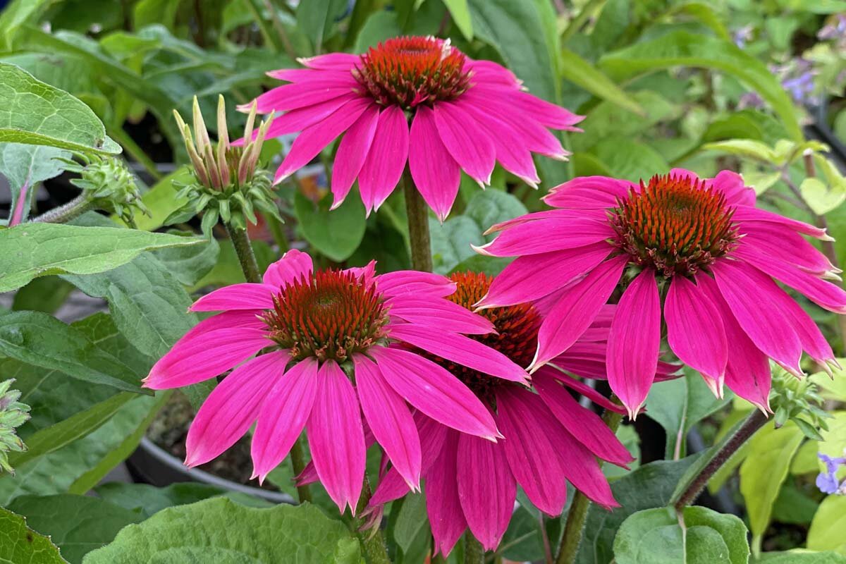 Фото эхинацеи многолетней. Эхинацея Cheyenne Spirit. Эхинацея Ruby Glow. Эхинацея Aloha. Эхинацея Parrot.