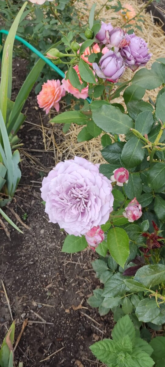 Астрологический прогноз. Венера, планета любви и красоты, идёт в директ