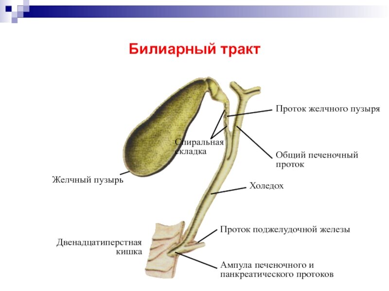 Причины камней в желчном пузыре