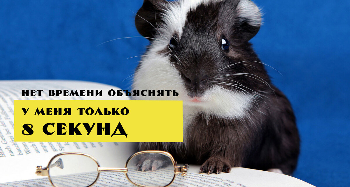 8 секунд — это уровень хомячка
