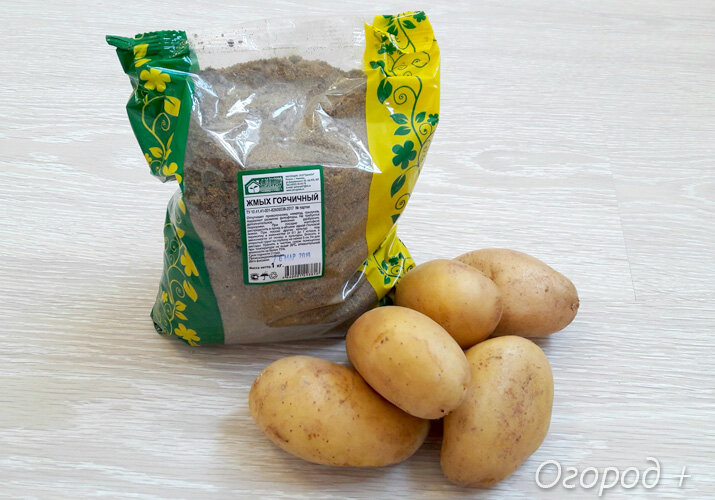 Горчичный жмых при посадке картофеля
