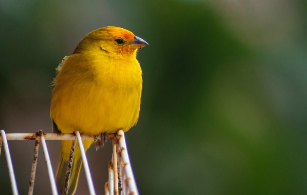 Источник фото: petage.com