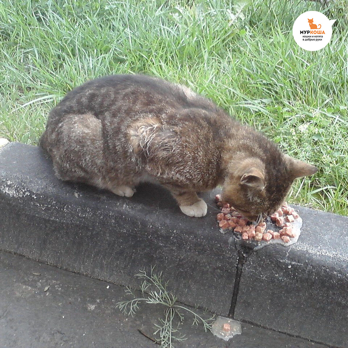 Фото из архива приюта.