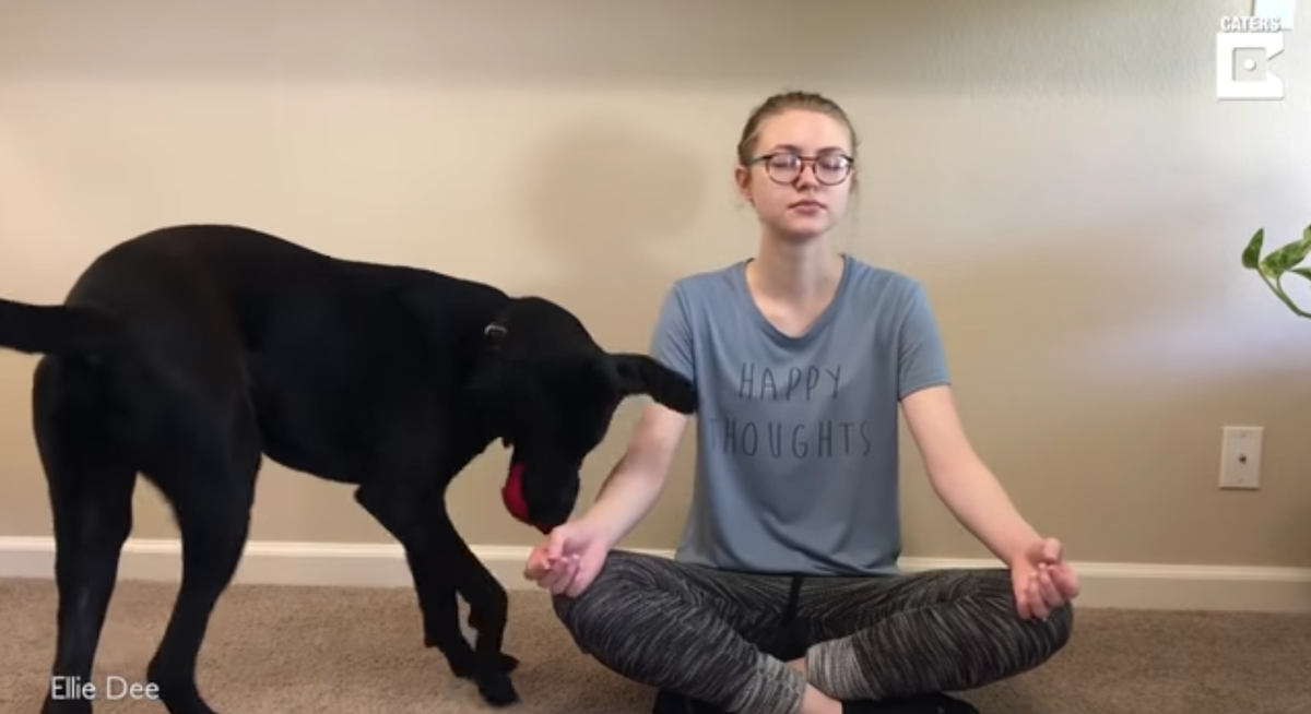 Кадр видео youtube.com/Caters Clips