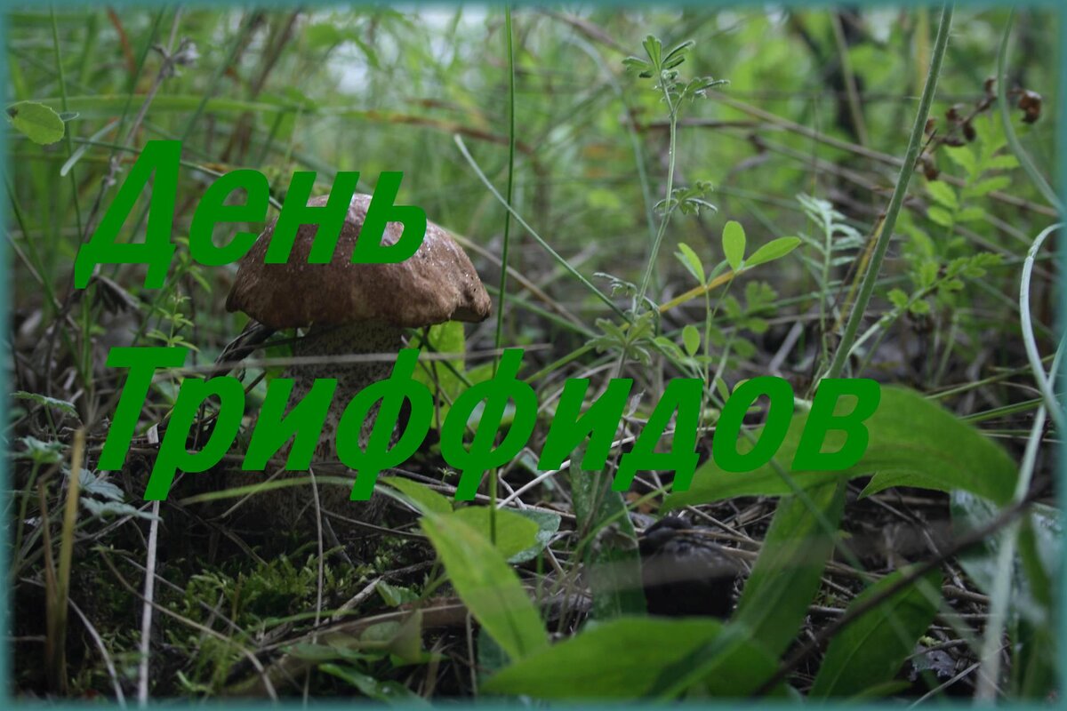 Конечно, на фото не Триффид и не Борщевик, но где-то тут явно бродит клещ.