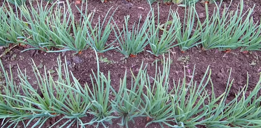 Вот такой зелененький лучок мы кушаем весь сезон и замораживаем на зиму. 